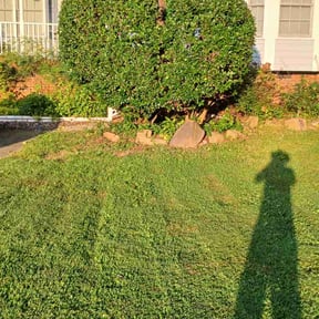Bush Trimming by Enclave Landscape Management reviewed on July 29, 2022