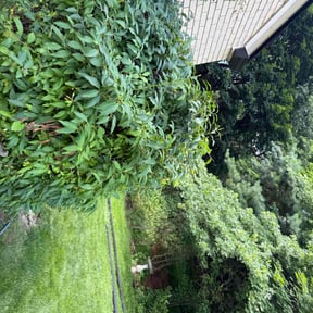 Bush Trimming by 4 You Landscaping LLC reviewed on December 8, 2024