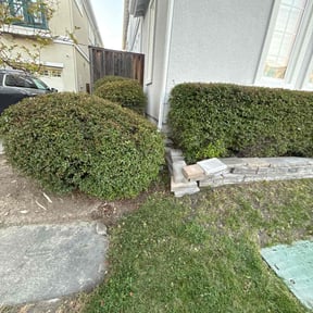 Bush Trimming by Hauling &amp; Lawn Bros reviewed on April 15, 2025