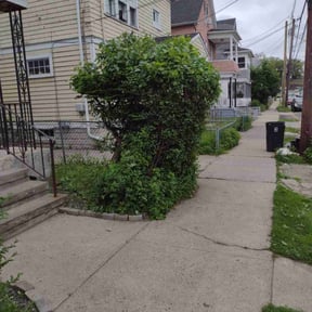 Bush Trimming by A Couple of Guys reviewed on June 27, 2022