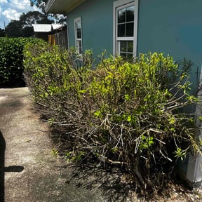 Bush Trimming by Ybarra property landscaping service LLc reviewed on March 8, 2022