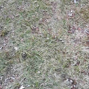 Leaf Removal by Adam Wisdom reviewed on April 2, 2022