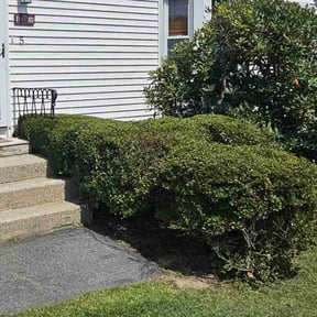 Bush Trimming by START2FINISH 247 reviewed on May 4, 2022