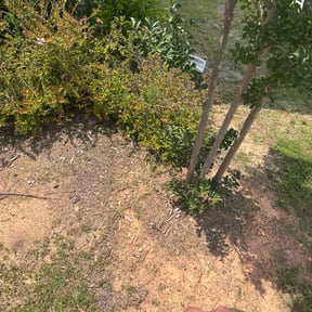Flower Bed Weeding by Gold Quality Lawn Care Service reviewed on February 15, 2025