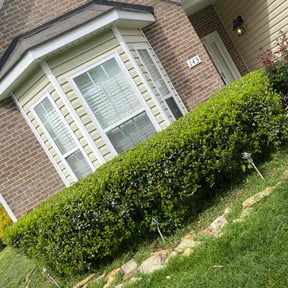 Bush Trimming by Torres Lawn Care reviewed on June 18, 2022