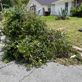Bush Trimming by Precision Landscaping & more reviewed on May 25, 2022