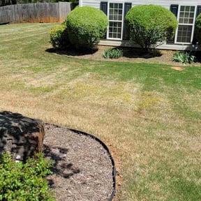 Bush Trimming by Verde lawn care reviewed on May 7, 2022