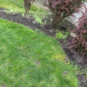 Cleanups by Walt's Lawn Care reviewed on October 11, 2024