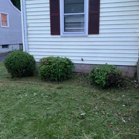 Bush Trimming by fair and square reviewed on May 25, 2022