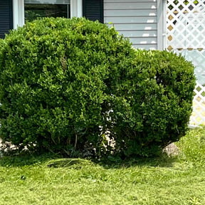 Bush Trimming by Jay R reviewed on May 15, 2025