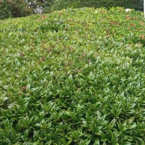 Bush Trimming by Enrique's Outdoor Maintenance reviewed on June 18, 2024