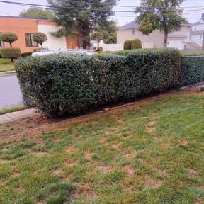 Bush Trimming by TruGreen LawnCare reviewed on July 18, 2025