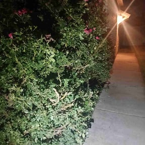 Bush Trimming by M & J Lawn Care Service reviewed on August 21, 2021