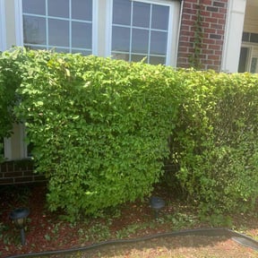 Bush Trimming by Veteran Lawns of Virginia reviewed on August 4, 2022