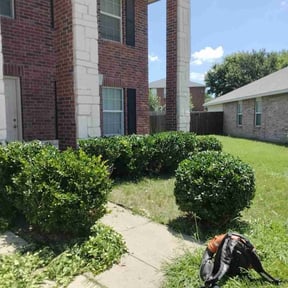 Bush Trimming by The Green Op reviewed on March 11, 2025