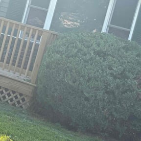 Bush Trimming by Arroyo Lawn Service reviewed on May 9, 2022