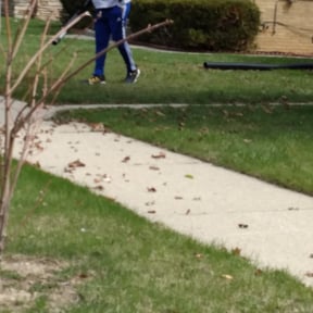 Leaf Removal by Lawn care Debris and Tree reviewed on August 10, 2024