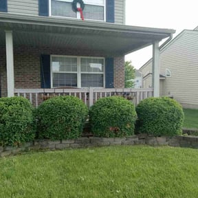 Bush Trimming by LSLTDallas/FortWorthTruGreen reviewed on June 11, 2025
