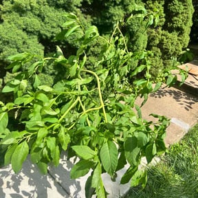 Bush Trimming by Scott Lawncare reviewed on April 22, 2022