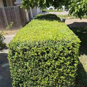Bush Trimming by Morris Landscaping Services reviewed on July 15, 2022