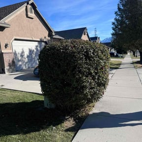 Bush Trimming by Shelveen Prakash reviewed on May 28, 2022