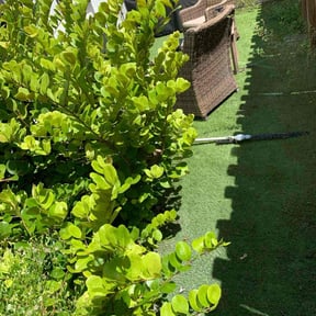 Bush Trimming by Deonte Deas reviewed on December 19, 2023