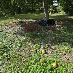 Cleanups by Handyman Honk reviewed on November 19, 2023