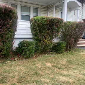 Bush Trimming by A Couple of Guys reviewed on July 15, 2022
