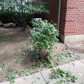 Bush Trimming by Happy plantsman reviewed on September 12, 2024