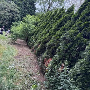 Weeding by Frederickson Lawn Management reviewed on September 9, 2020