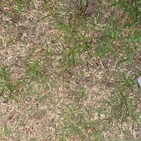 Leaf Removal by Green Thumb Lawn Care reviewed on October 10, 2024