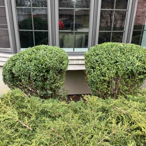 Bush Trimming by CleanLook Painting & Lawn Care reviewed on June 20, 2022