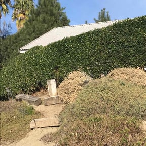 Bush Trimming by Forever Green FG LLC reviewed on April 11, 2025