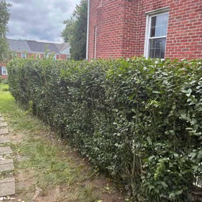 Bush Trimming by Sosa's Lawn Care & Design LLC reviewed on May 19, 2025