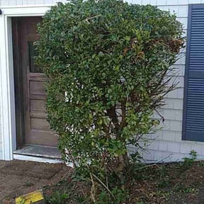 Bush Trimming by Collins landscaping reviewed on May 12, 2022