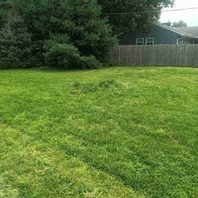 Cleanups by Krispy Kutz Landscaping & More reviewed on September 5, 2024
