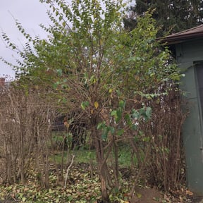 Bush Trimming by Penneys landscape reviewed on August 4, 2022