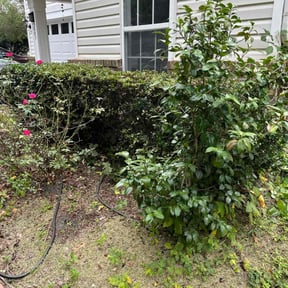 Bush Trimming by Morgan landscaping llc reviewed on June 7, 2025