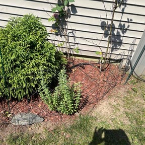Flower Bed Weeding by Clean Green Lawn Care reviewed on April 28, 2022