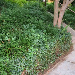 Bush Trimming by Peaks Property Maintenance reviewed on July 28, 2022