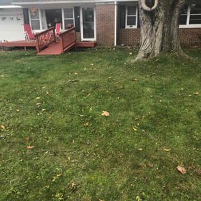 Leaf Removal by Stephen's Lawns reviewed on May 24, 2022