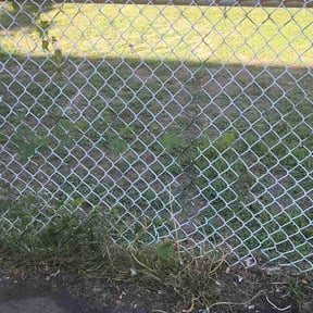 Bush Trimming by D & J lawn care reviewed on July 1, 2022