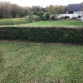 Bush Trimming by the kadyebo way reviewed on July 20, 2022