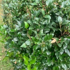 Bush Trimming by A1 Cuts reviewed on August 4, 2025