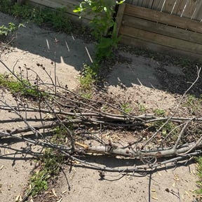 Cleanups by Two Grasshoppers lawn care. reviewed on August 6, 2024