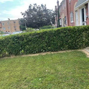 Bush Trimming by Helping Hands reviewed on August 26, 2020