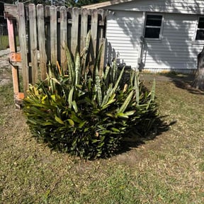 Bush Trimming by Parks Lawn & Landscaping LLC reviewed on July 5, 2022