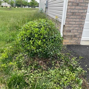 Bush Trimming by Aguilar Landscaping reviewed on December 21, 2023