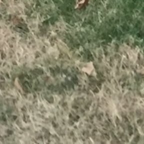 Leaf Removal by Anton Lawn Care reviewed on May 22, 2025