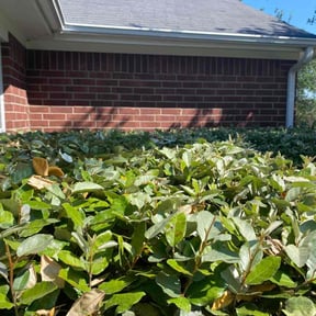 Bush Trimming by Central TX Services reviewed on July 9, 2022